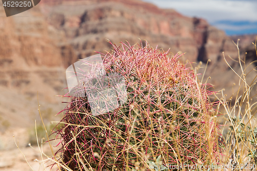 Image of close up of barrel cactus growing in grand canyon