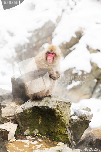 Image of japanese macaques or snow monkeys at hot spring