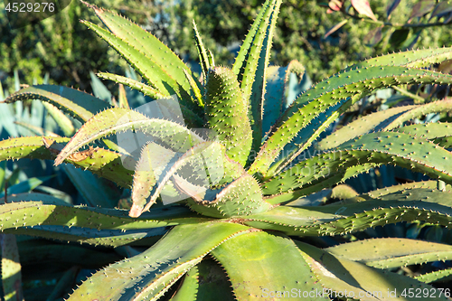 Image of close up of aloe plant growing outdoors