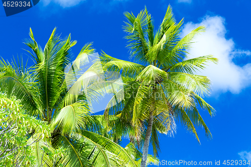 Image of palm trees over blue sky