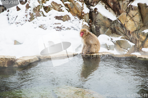 Image of japanese macaque or snow monkey in hot spring