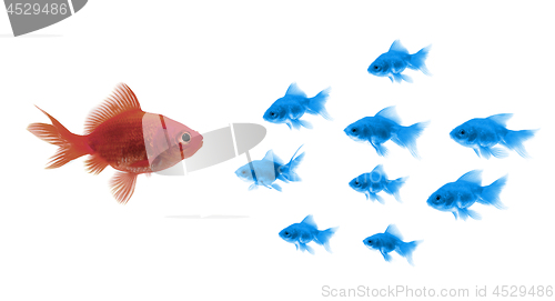 Image of Goldfishes Teamwork and Leadership