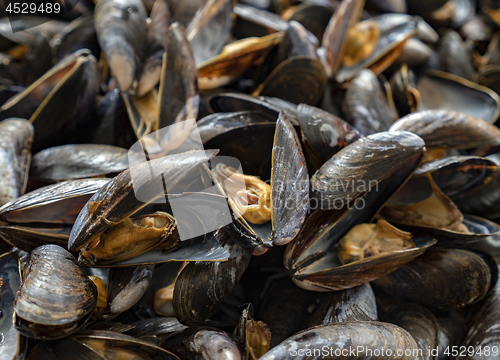 Image of  Freshly mussels in shells