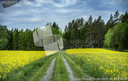 Image of Yellow rapefield with blue sky. Agriculture, environment and ene