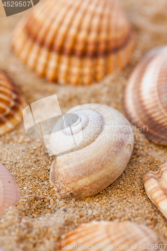 Image of Detail of sea shells with sand as holiday concept