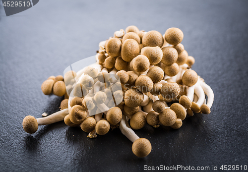 Image of Buna Shimeji - edible mushroom from East Asia