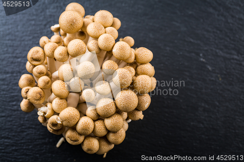 Image of Buna Shimeji - edible mushroom from East Asia