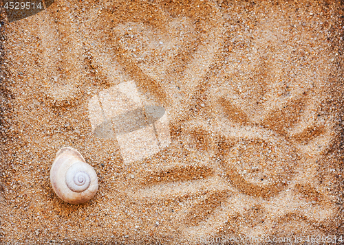 Image of Sea shells with sand as background -