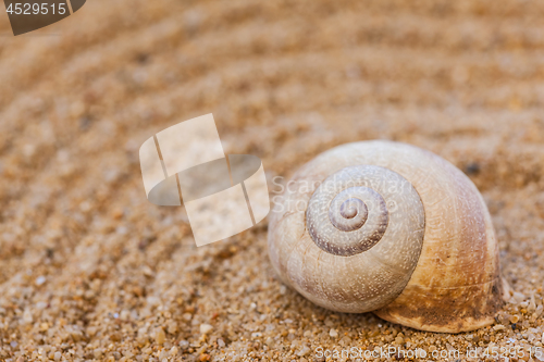 Image of Sea shells with sand as background