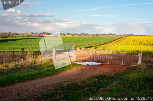 Image of Farmlands growing crops in Cowra