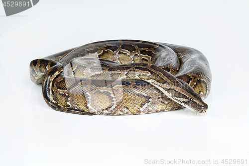 Image of Royal Python