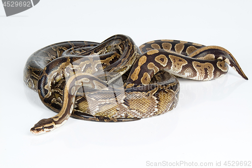 Image of Royal Python