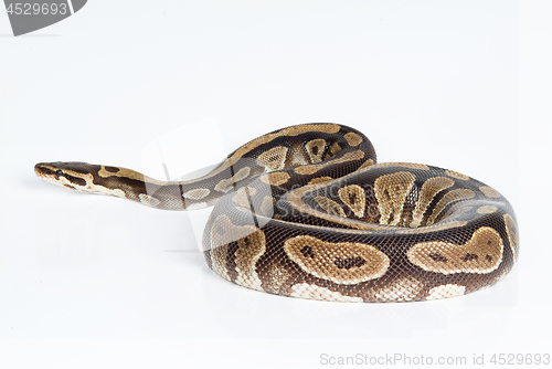 Image of Royal Python