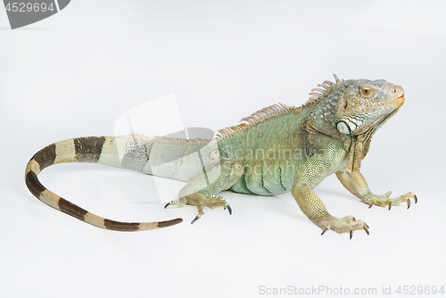 Image of Iguana