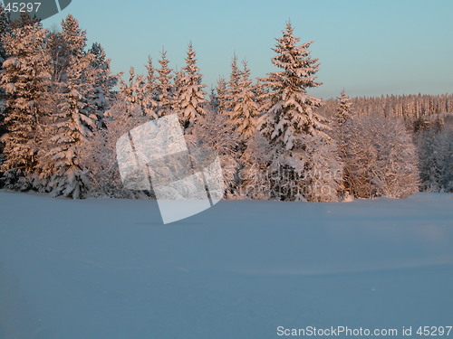 Image of Winter forest