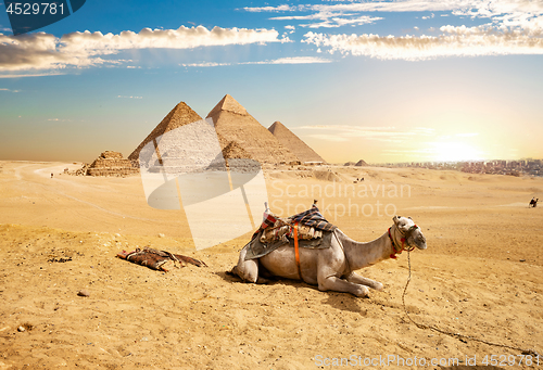 Image of Camel and Pyramids