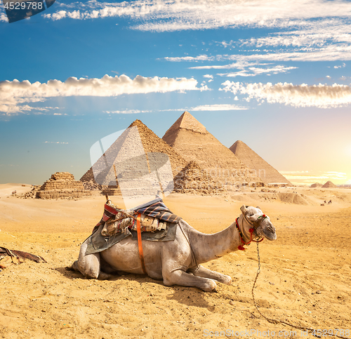 Image of Camel near pyramids