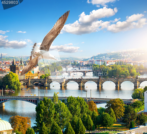 Image of Row of bridges in Prague