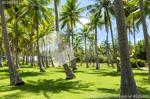 Image of palm trees on tropical island in french polynesia