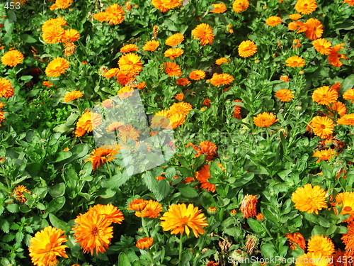 Image of Flowers