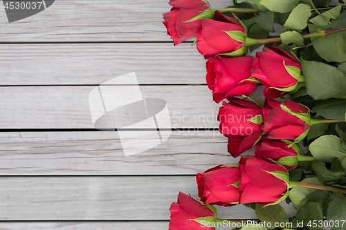 Image of close up of red roses on white background