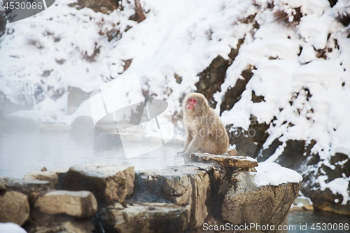 Image of japanese macaque or snow monkey in hot spring