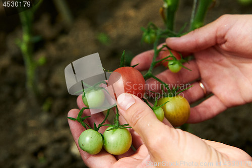 Image of Woman looking at green tomatoes from plant in greenhouse