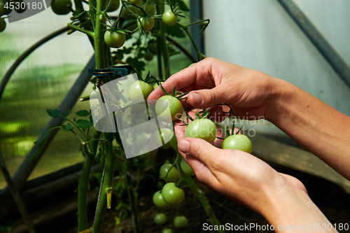 Image of Woman looking at green tomatoes from plant in greenhouse