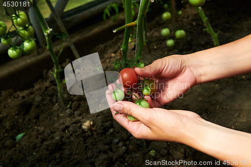 Image of Woman looking at green tomatoes from plant in greenhouse