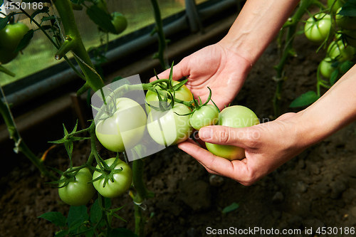 Image of Woman looking at green tomatoes from plant in greenhouse