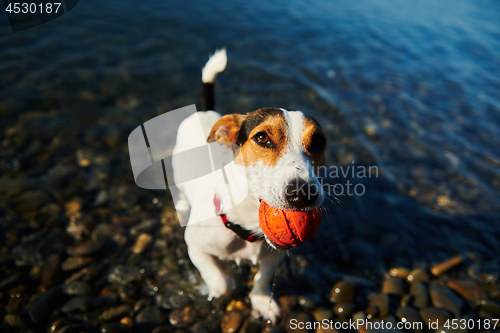 Image of Dog swimming holding ball in mouth