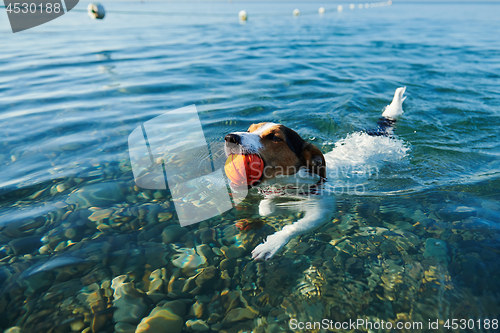 Image of Dog swimming holding ball in mouth