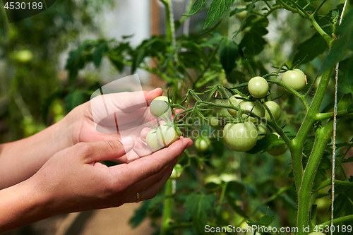 Image of Woman looking at green tomatoes from plant in greenhouse