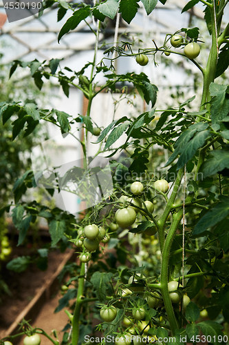 Image of Tomatoes plants growing 