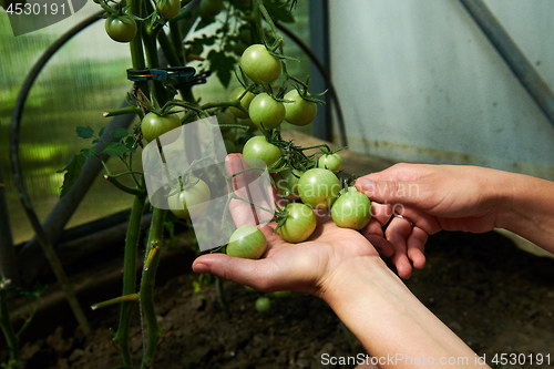 Image of Woman looking at green tomatoes from plant in greenhouse