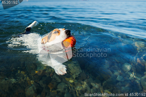 Image of Dog swimming holding ball in mouth