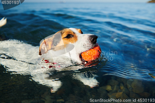 Image of Dog swimming holding ball in mouth