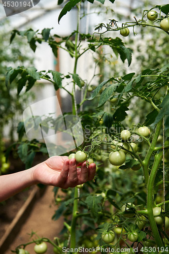 Image of Woman looking at green tomatoes from plant in greenhouse