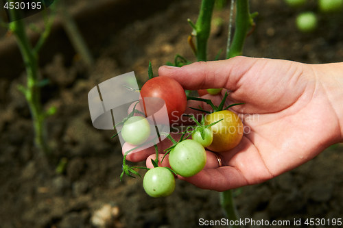 Image of Woman looking at green tomatoes from plant in greenhouse