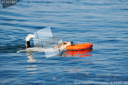 Image of Dog swimming holding ring in mouth