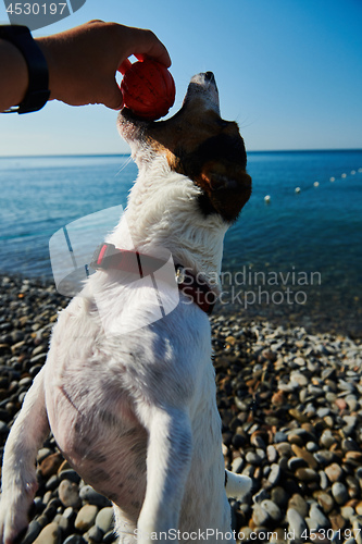 Image of Woman play with her dog