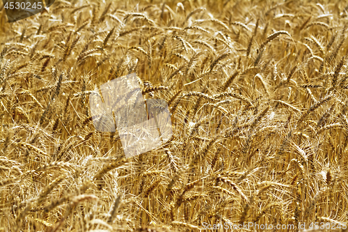 Image of Bread field