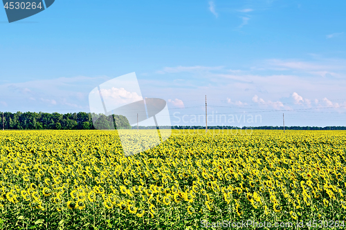 Image of Field with sunflowers and blue sky