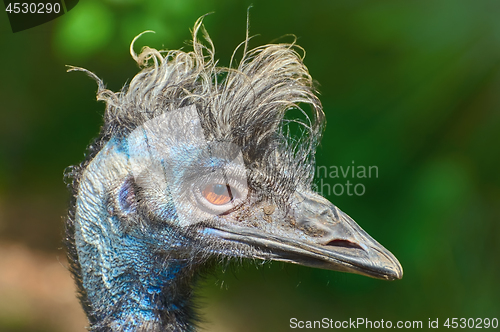 Image of Portrait of Emu 