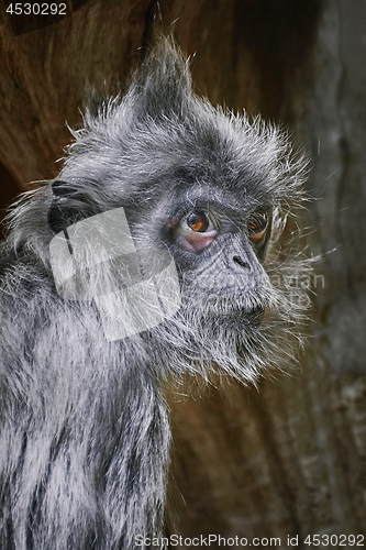 Image of Silvered Leaf Monkey 