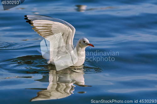 Image of Seagull Landing on Water