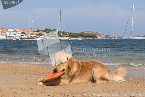 Image of Golden retriever playing with frisbee on dogs friendly beach near Palau, Sardinia, Italy