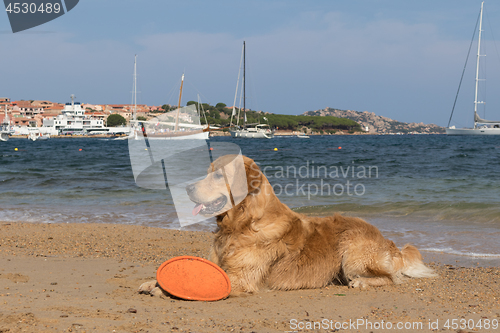 Image of Golden retriever playing with frisbee on dogs friendly beach near Palau, Sardinia, Italy