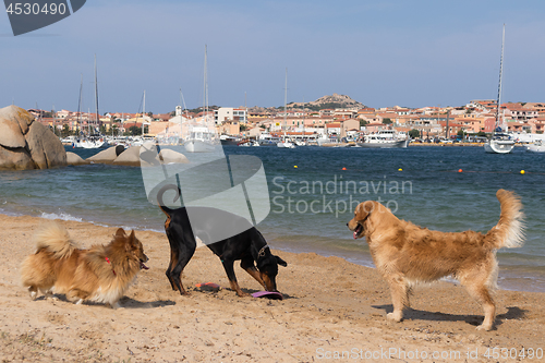 Image of Group of dogs playing with frisbee on dogs friendly beach near Palau, Sardinia, Italy.