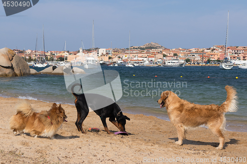 Image of Group of dogs playing with frisbee on dogs friendly beach near Palau, Sardinia, Italy.